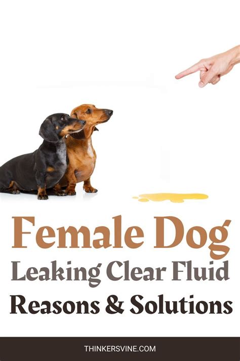 Female Dog Leaks Clear Fluid